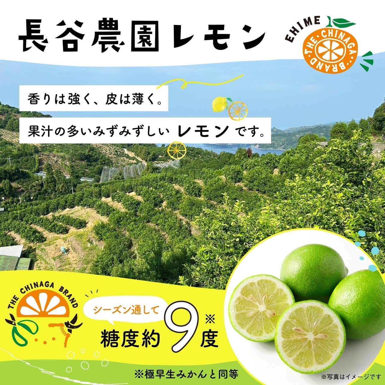Amazon.co.jp: 【愛媛 レモン】長谷農園 (知永産 れもん 5kg 箱入り
