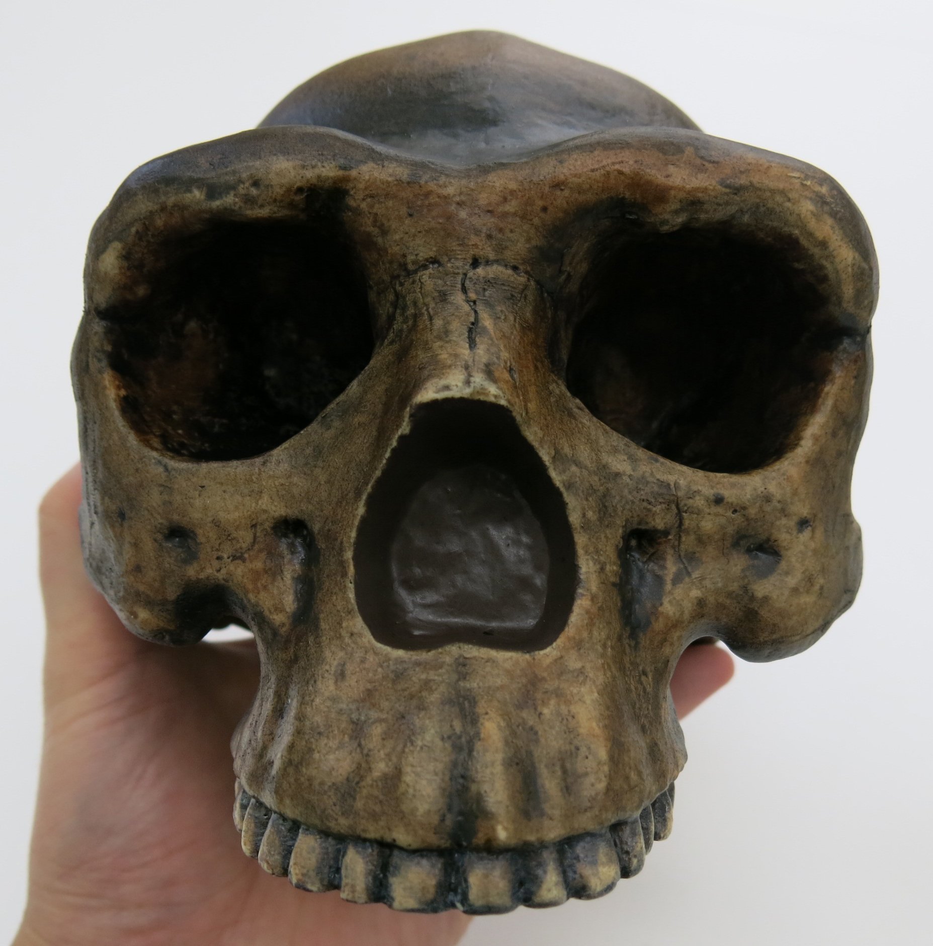 Amazon | 北京原人の頭骨骨を忠実に再現した模型，北京原人