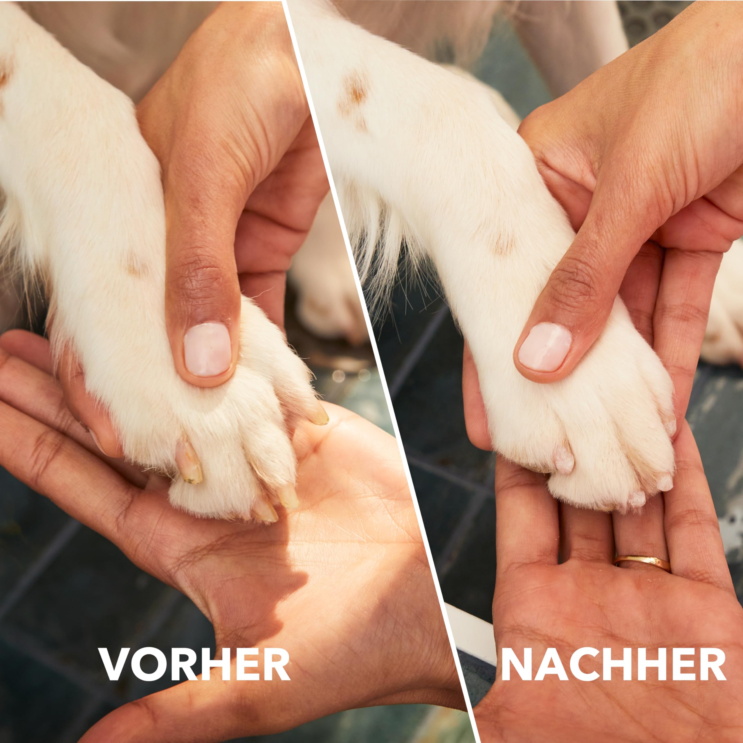 Dremel MAX Schleifstift für die Tiernagelpflege, diamantbeschichtetes Zubehör für eine schnellere Anwendung, kompatibel mit Multifunktionswerkzeugen
