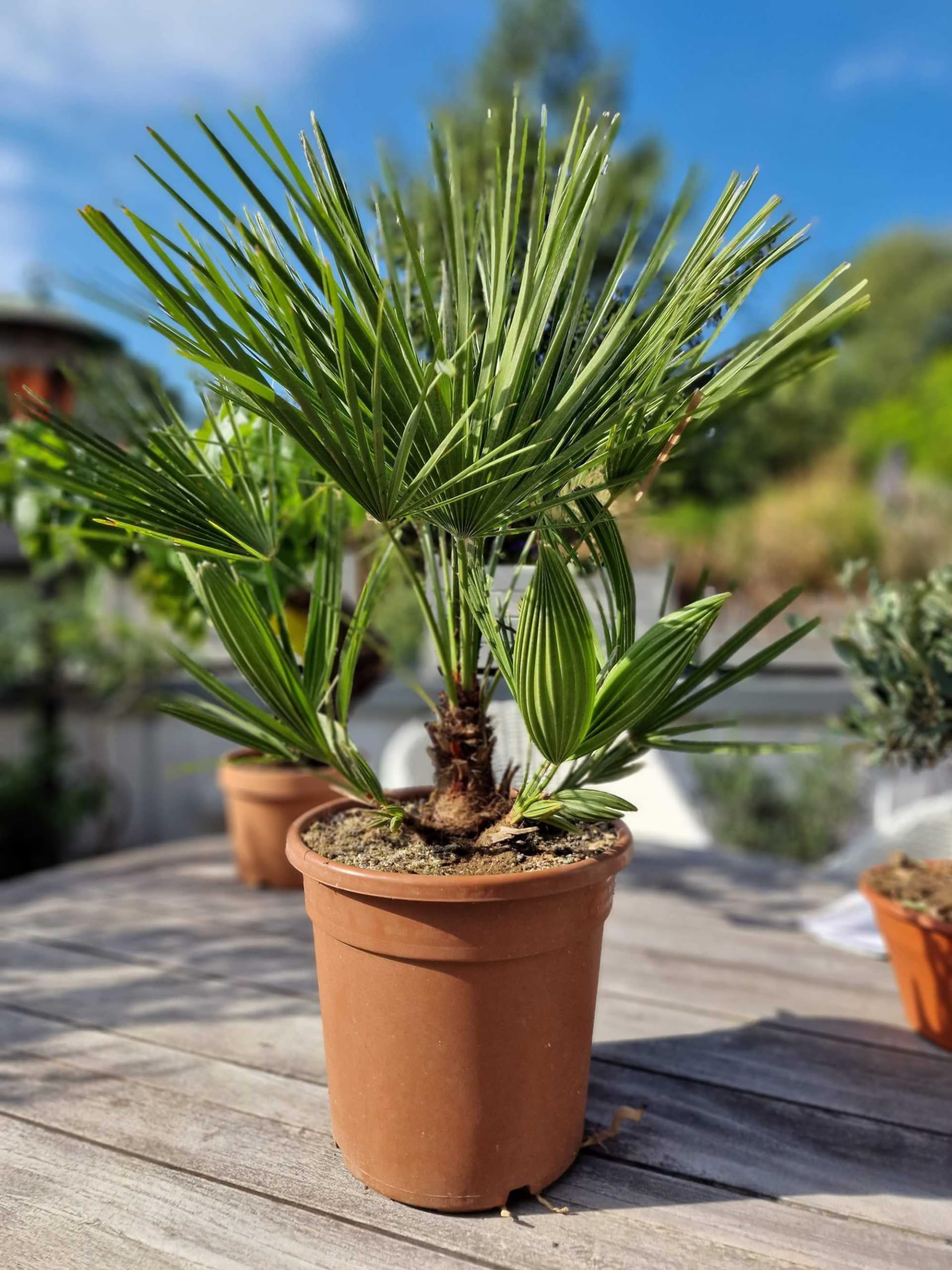 Meine Orangerie 'Mittelmeer Zwergpalme' - Winterharte Palme im Ø 22cm Topf - ca. 120cm inkl. Topf - Frosthart bis -12 Grad - Europäische Zwergpalme winterhart - Chamaerops humilis (Topf Ø 22cm)