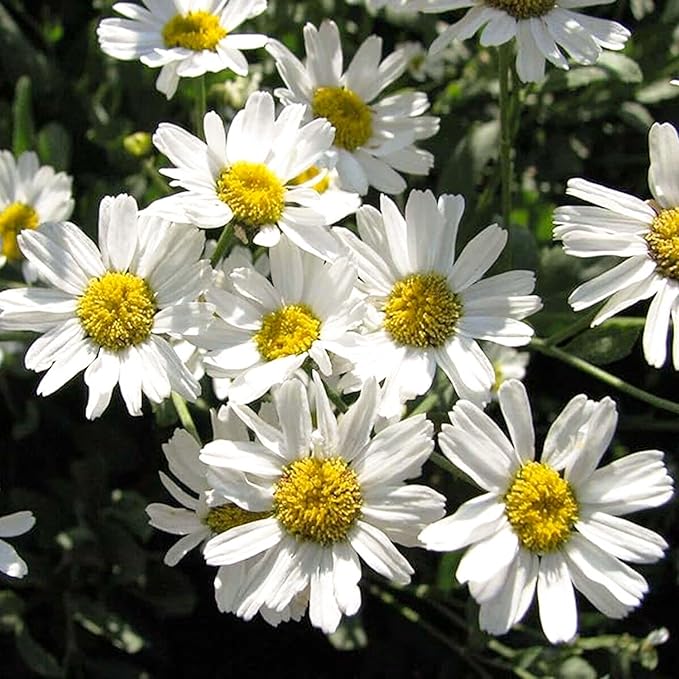 Pyrethrum Tanacetum Chrysanthemum seeds, also known as Pyrethrum Tanacetum Coccineum, are a type of perennial flower seeds that produce pink blooms. These flowers are part of the daisy family and are commonly used as ornamental garden plants due to their attractive pink petals.