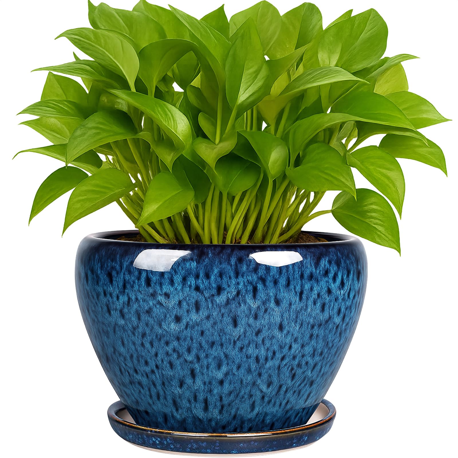 Deep Dream 6-Inch Peacock Blue