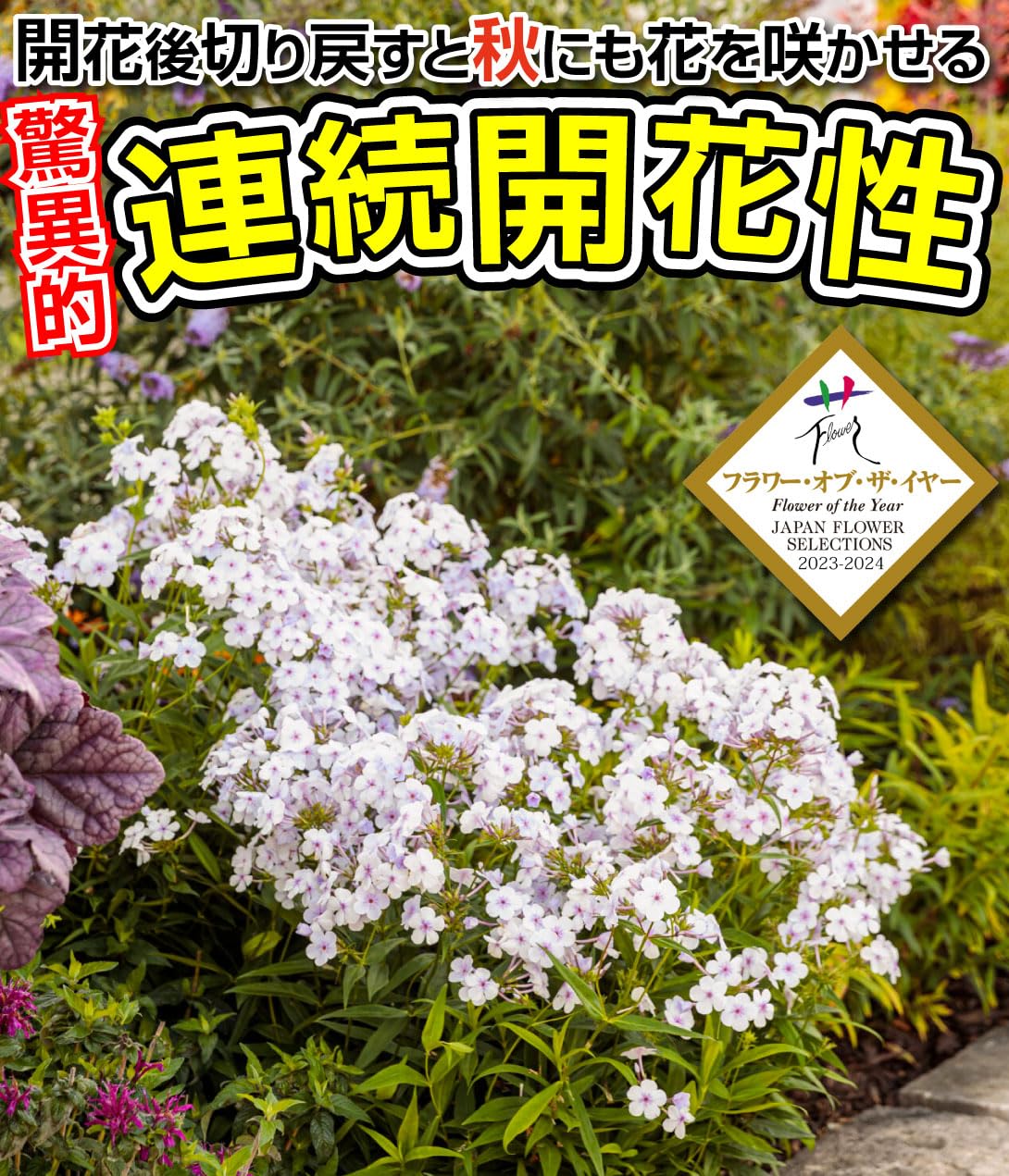 Amazon.co.jp: 花苗 宿根フロックス オープニングアクト ピンクア