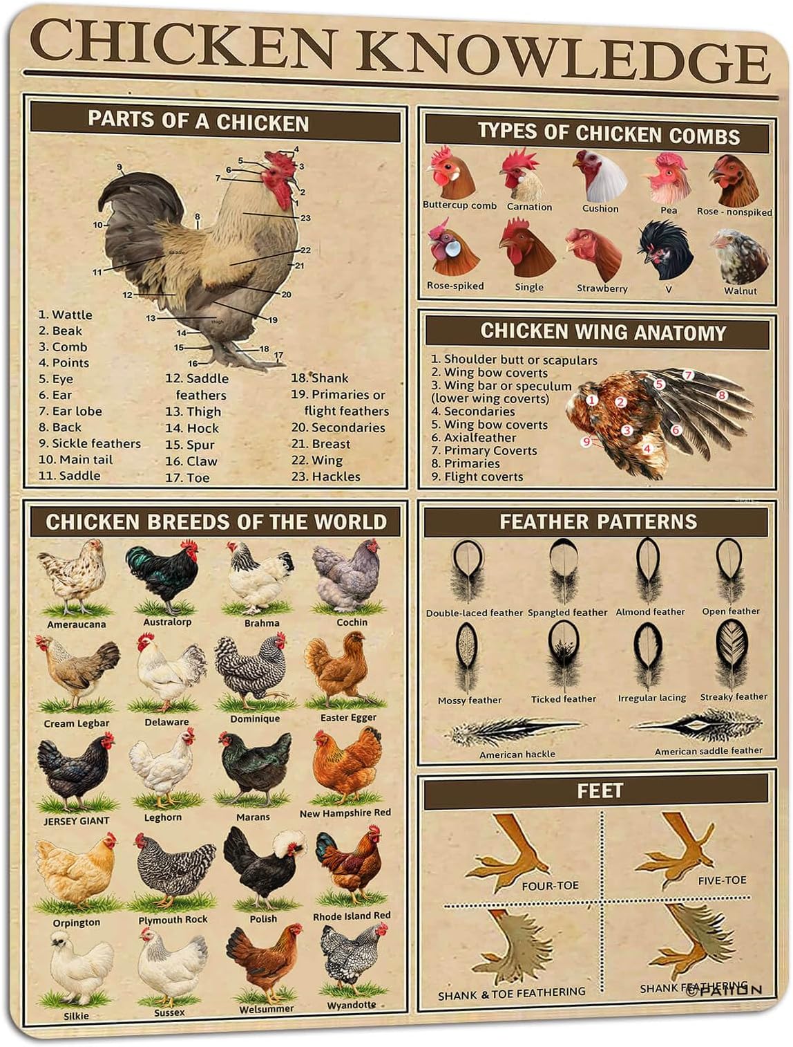 Chicken Knowledge Metal Tin Sign Chicken Breeds of The World Infographics Poster for Club Cafe Bar Home Kitchen Wall Decorations 16x12 Inch