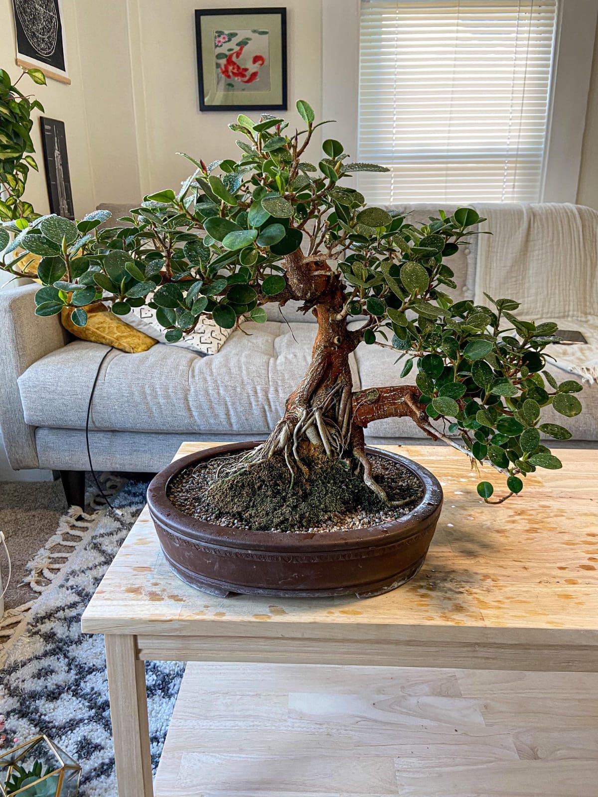 NEW DEBNATH NURSERY` Ficus Ginseng Microcarpa Live Plant Malayan Chinese Banyan Money Tree Good Luck Feng Shui Indian Laurel Fig Indoor Bonsai Plant. (Pack of 1) G5 (B0CKMHBBX8) Amazon Price History, Amazon Price Tracker