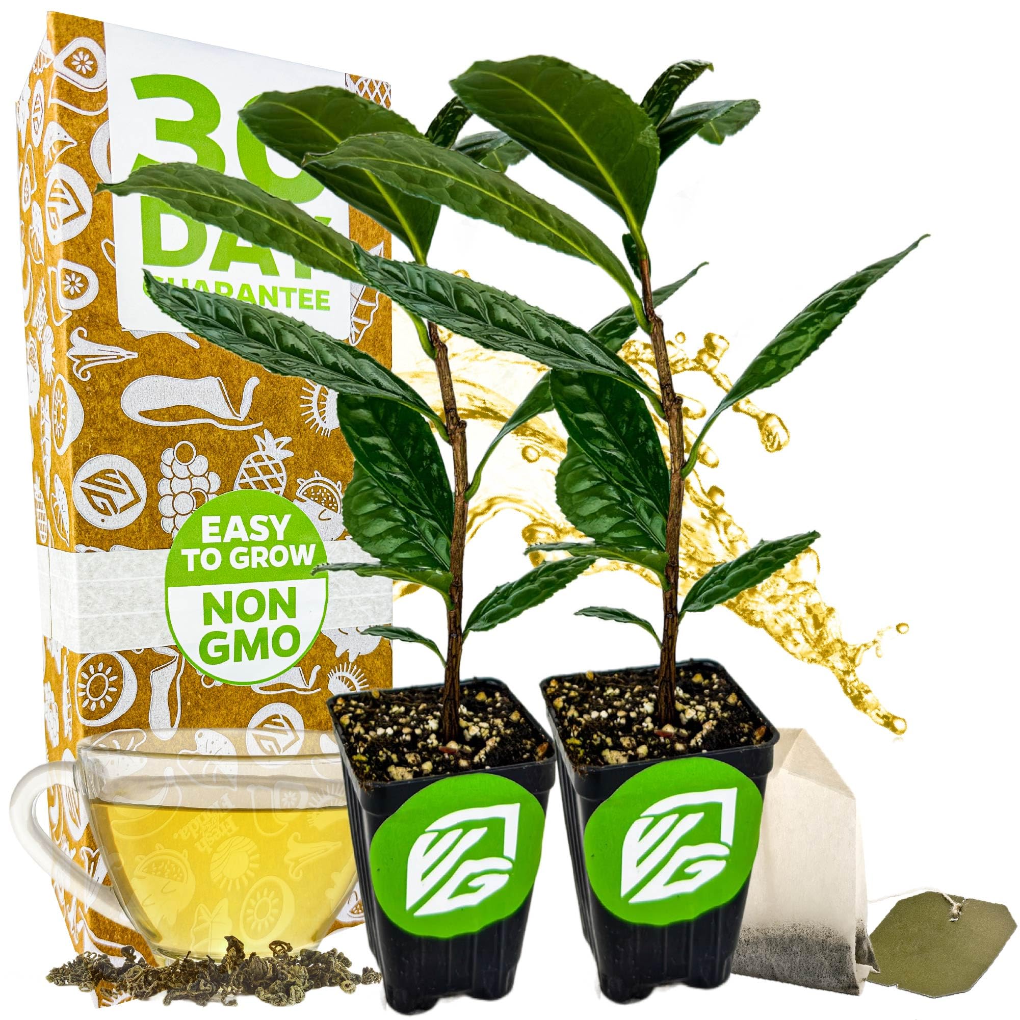 Tea Plant 2-Pack