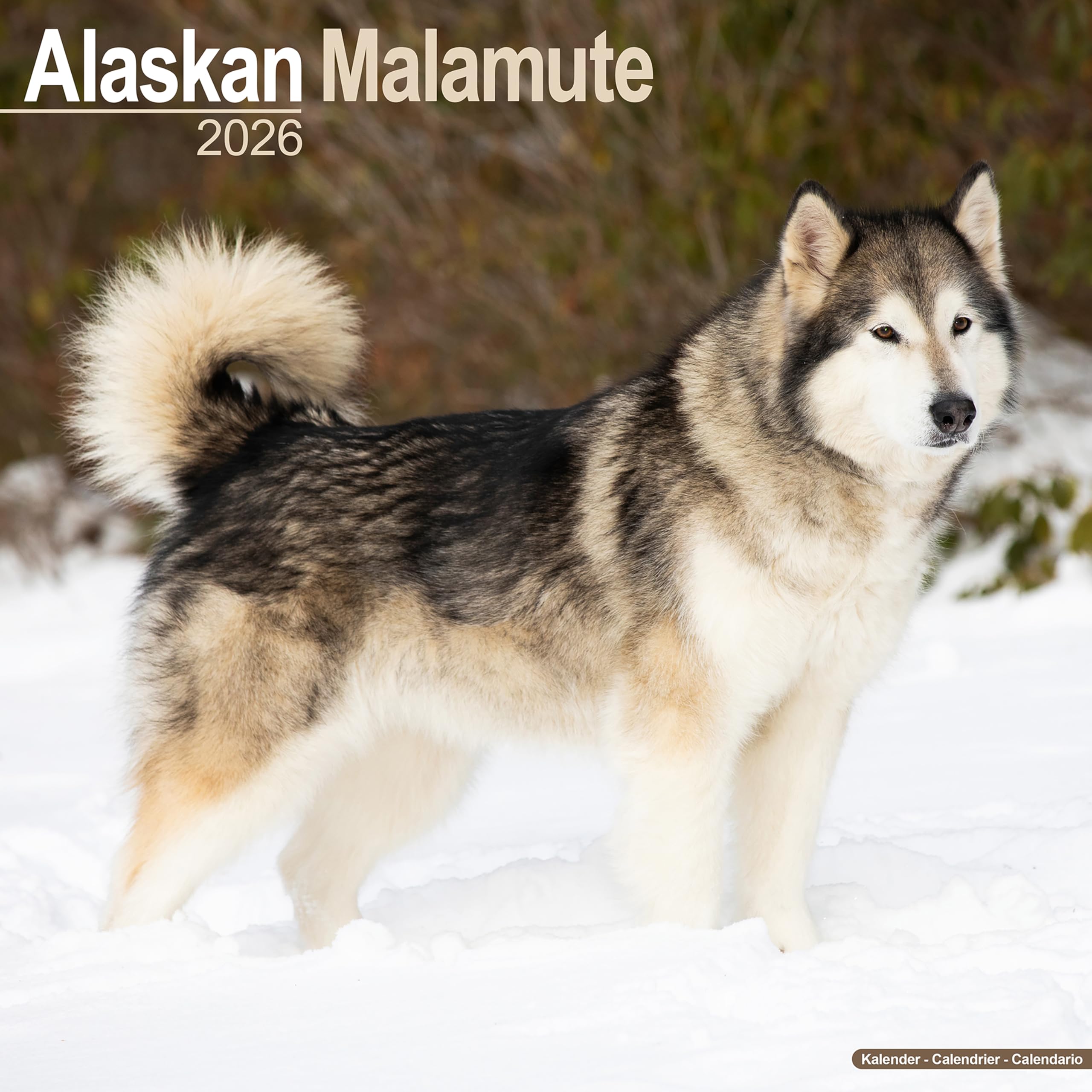 Alaskan Malamute 2026 Calendar | Square Wall Calendar | Dog Breed Gift | Plastic Free Packaging | by Avonside Publishing