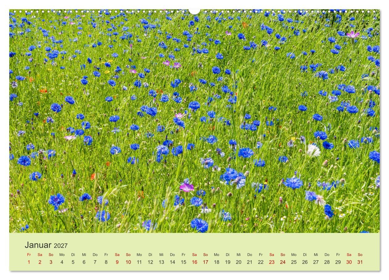 CALVENDO - Wilde Blumen - ein Spaziergang durch die Natur (hochwertiger Premium Wandkalender 2027 DIN A2 quer), Kunstdruck in Hochglanz: In den farbenfrohen Wildblumen zeigt sich die Artenvielfalt und