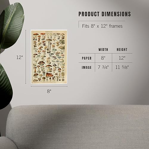 Miniatura 5 de Lantern Press Impresión artística de 8x12, setas, C, placa vintage, obras de arte Adolphe Millot