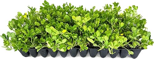 Hierba ornamental de maní  60 plantas vivas completamente enraizadas  Arachis Glabrata  Cubierta vegetal tolerante a la sequía de bajo