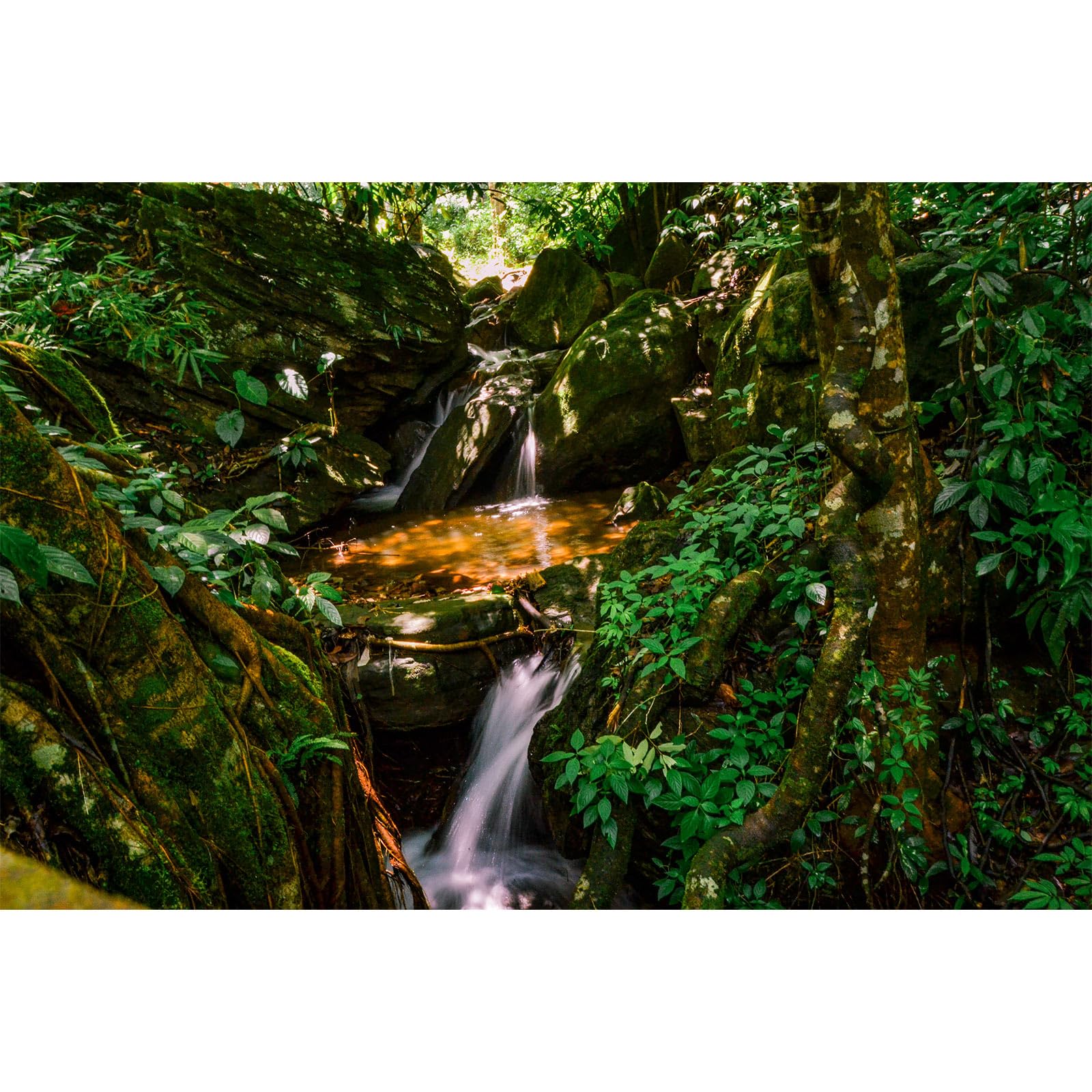 Waterfall Aquarium Background Jungle Forest Lake Stream Natural Landscape Terrarium Backgrounds Tropical Plants Rock with Moss Fish Tank Background Jungle Forest Style Reptile Backgrounds 72x16in