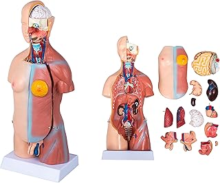 LAZRJ 23 Parts Torso Anatomy Model,17Inch/45Cm Unisex Torso Anatomy Model Human Body Anatomical Model Skeleton Life Size Medical Anatomy Teaching Tool