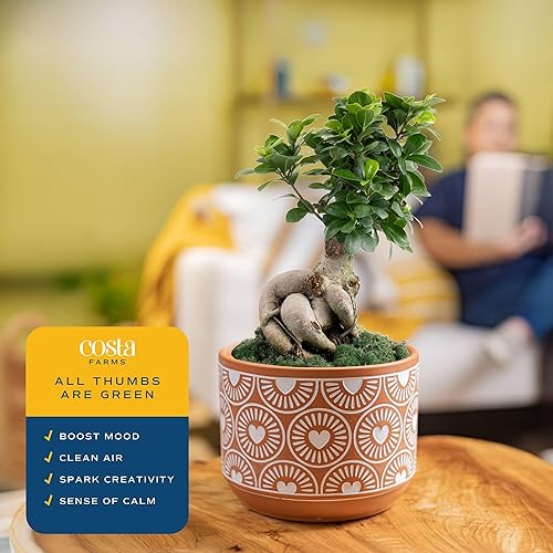 Miniatura 5 de Costa Farms - Mini bonsái vivo de interior, 1 año de edad, planta de interior fácil de cultivar en maceta, incluye tierra, decoración de habitación