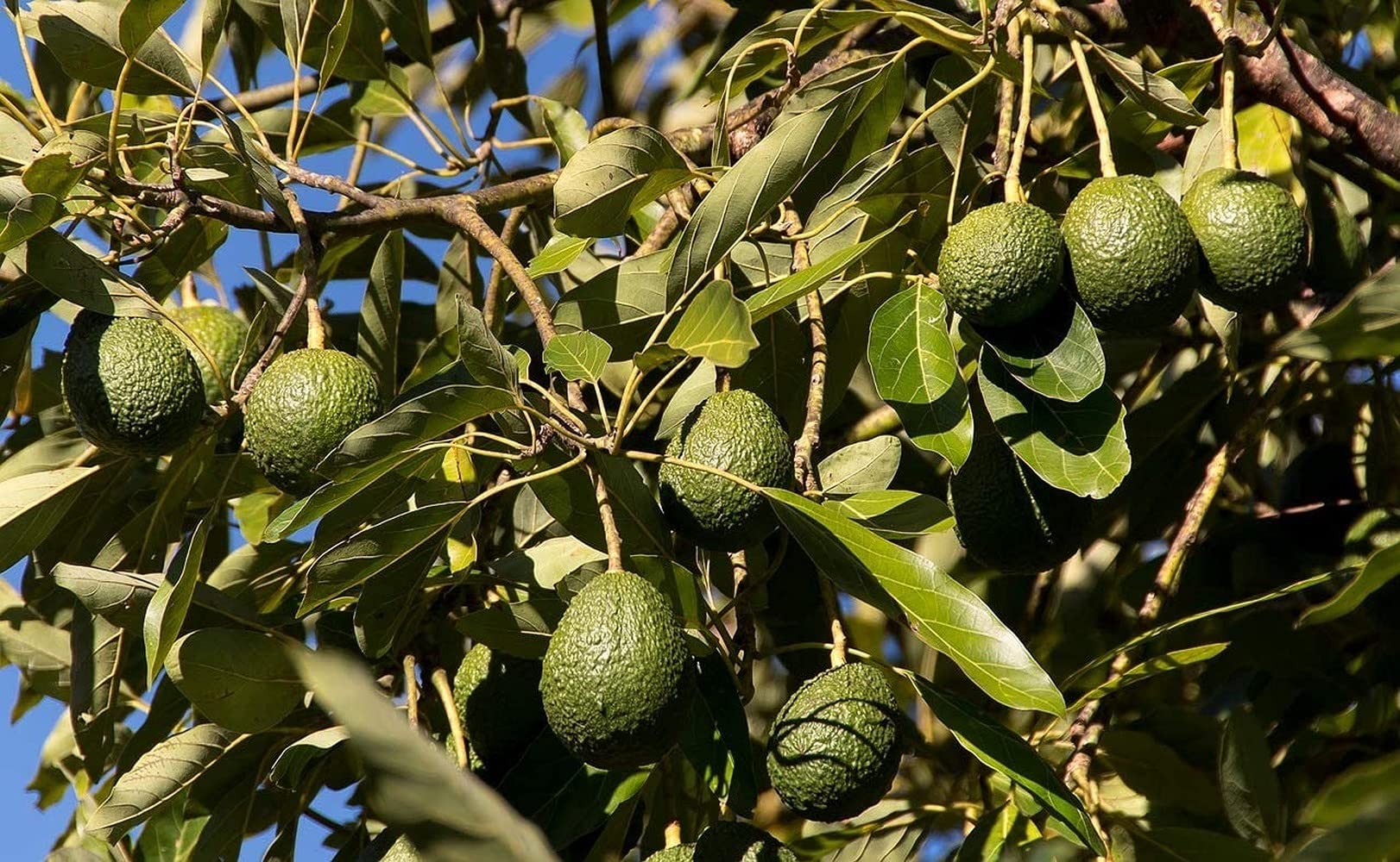 5pcs graines d'avocat fruits exotiques rares appropriés Toute l'année Plantation en Serre facile à entretir Pour profiter de la récolte facile à cultiver peu de difficulté