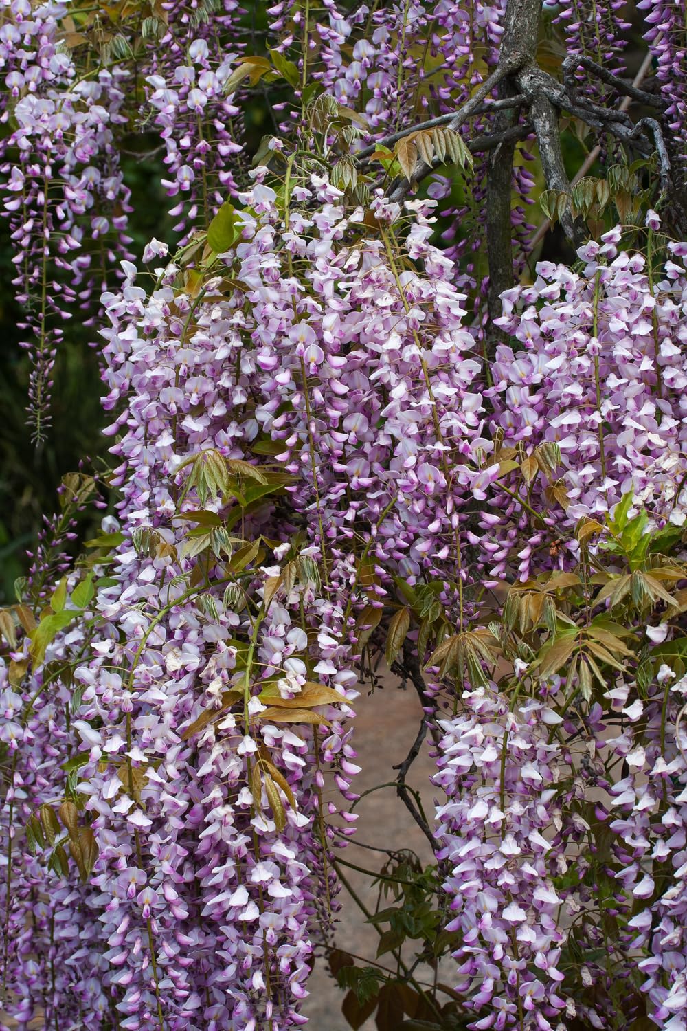 Wisteria sinensis mieszanka błękitnego deszczu, 70-80 cm, w doniczce 17 cm – roślina pnąca, mocno kwitnąca, uszlachetniona dla wysokiej siły kwitnienia, odporna na zimę, idealna do pergoli, ogrodzenia