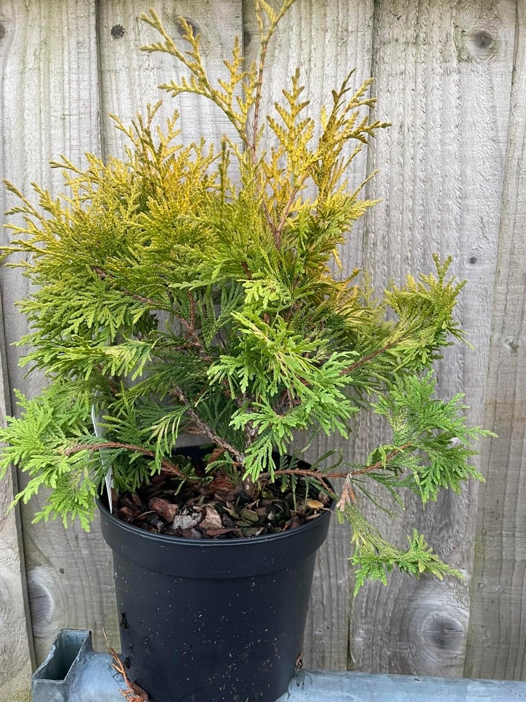 White Cedar 'Sunkist' Conifer Tree/Thuja occidentalis 20/30cm 2L | UK Grown