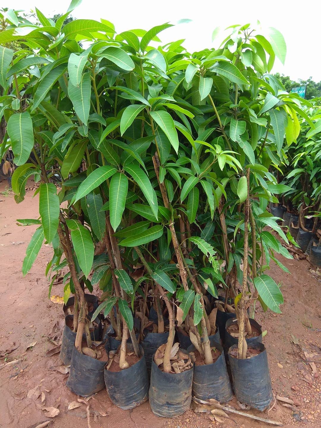 GREEN LINE Manilita Mango Hybrid, 2 Healthy Live Plant (Grafted Plant, 2-3 Feet Height)