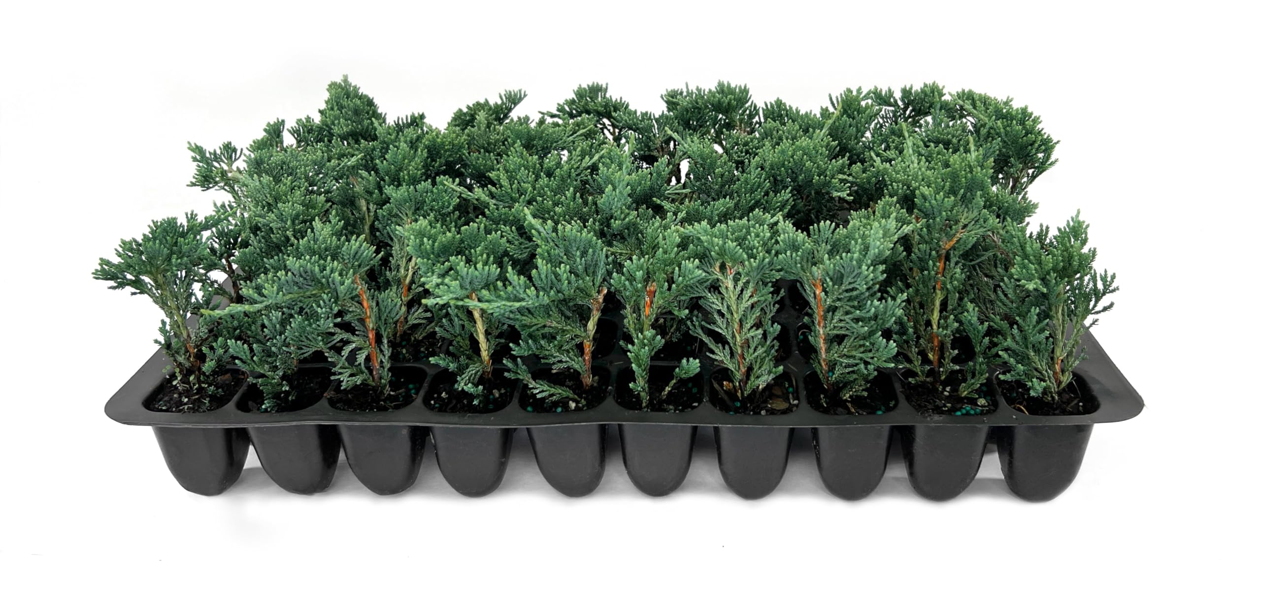 Blue Rug Juniper Wiltonii 3 Live Plants