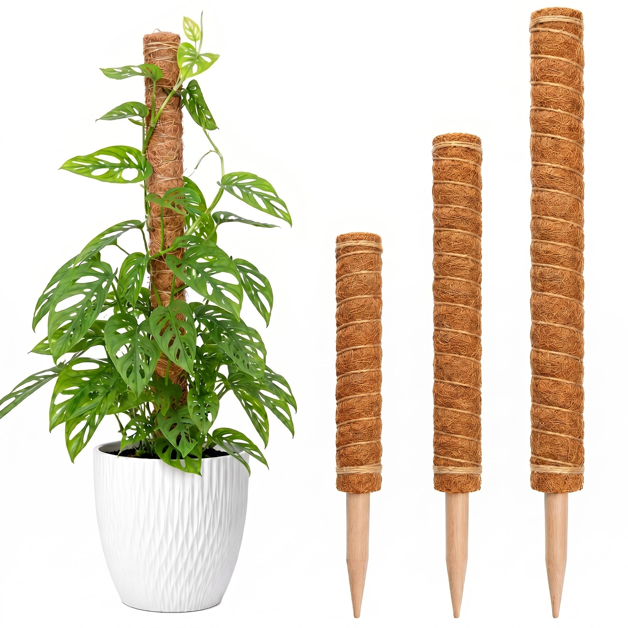 HAAY TOOLS Moss Pole for Monstera & Houseplants – Natural Coir Plant Support Stake for Indoor Climbing Plants, Cheese Plant & Money Plant Support, Flower Support Stick, (1 PCS-50cm)