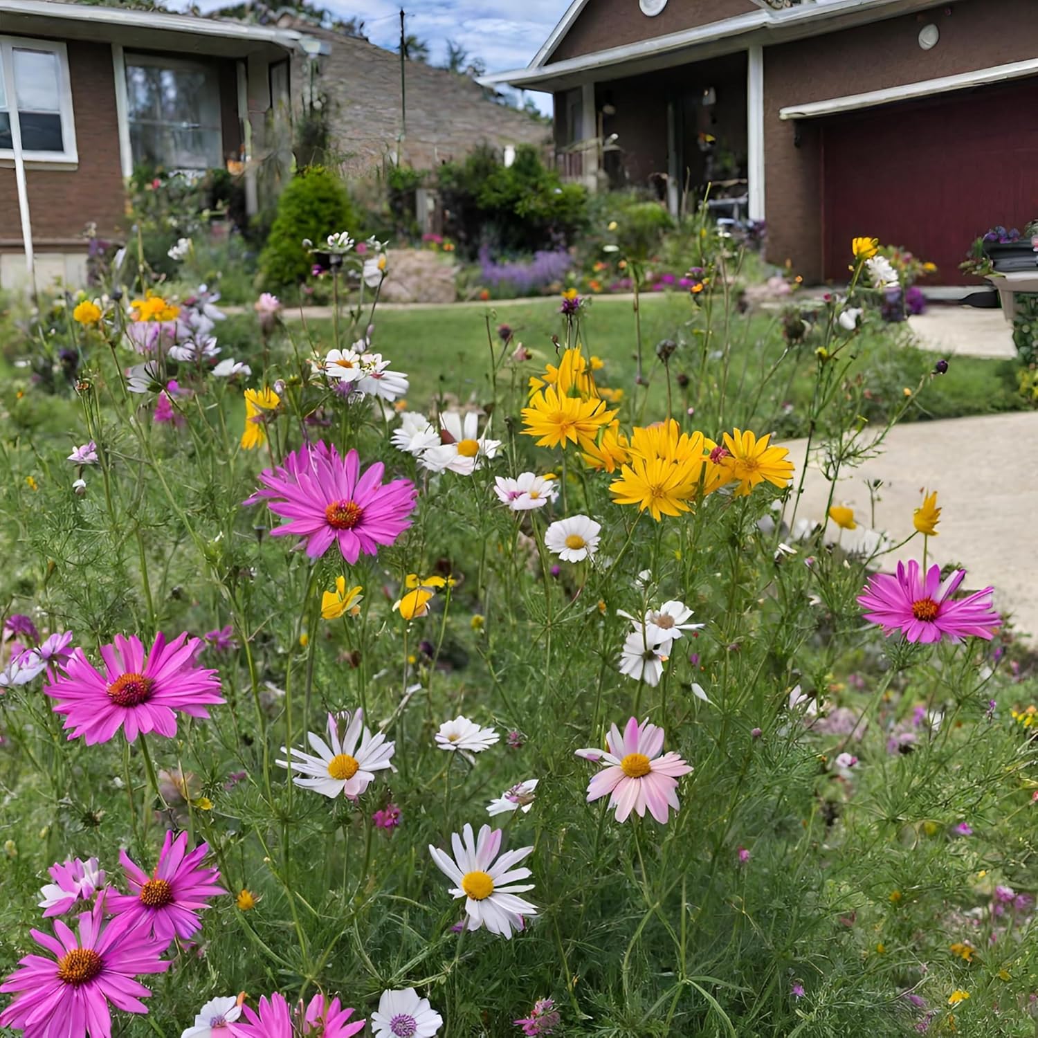 Created By Nature Wyoming Wildflower Seed Mix, 14 Flower Varieties, 53,000 Seeds
