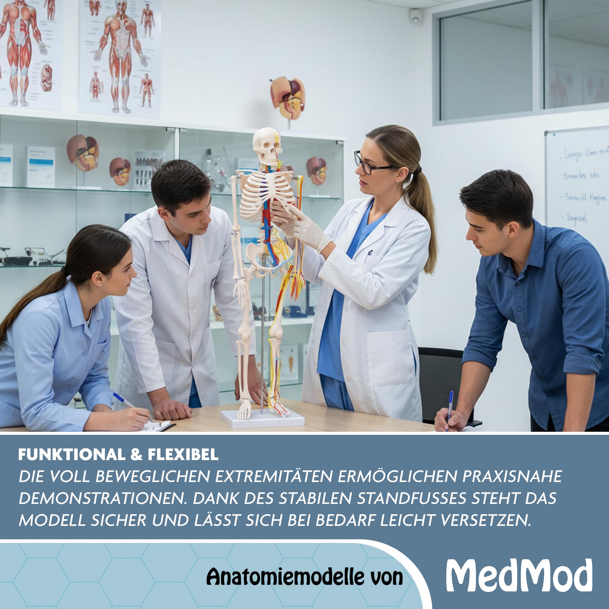 Anatomie Skelett 87 cm, detailliertes menschliches Skelett aus PVC mit Nerven und Arterien, für Schule, Studium und Anatomie-Training, Lehrmodell