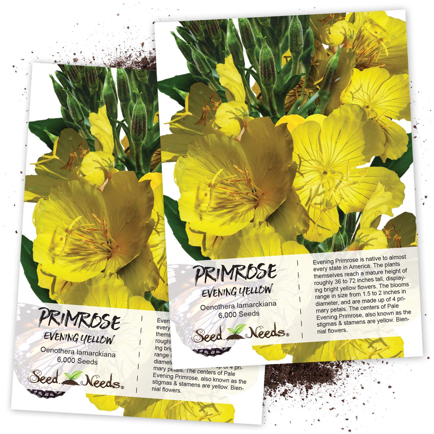 Seed Needs, Seed Needs, Yellow Evening Primrose Seeds - 1,000 Heriloom Seeds for Planting Oenothera lamarckiana - Biennial Wildflowers to Grow a Butterfly Garden (1 Pack)