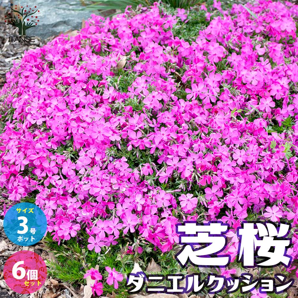 Amazon.co.jp: ITANSE 芝桜 ダニエルクッション (濃ピンク色) 3