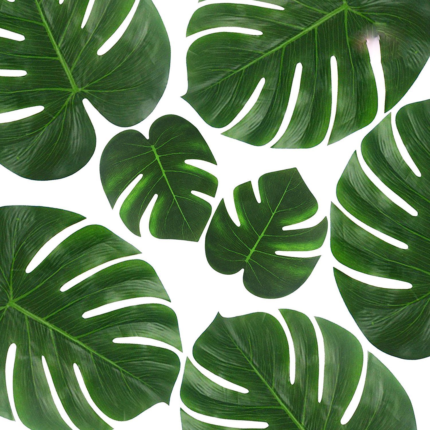 alocasia black velvet gold variegata Alocasia 'Black Velvet' Aurea Gold Variegated (wk49-N)