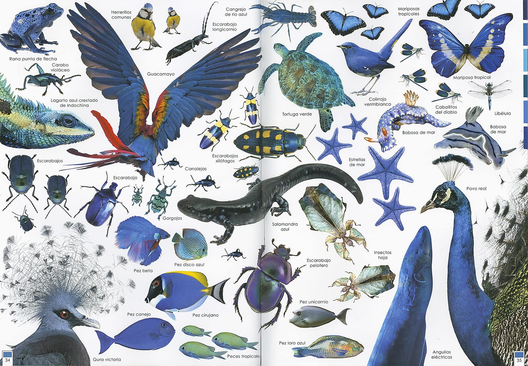 Arcoíris De Animales (Grandes ilustrados)