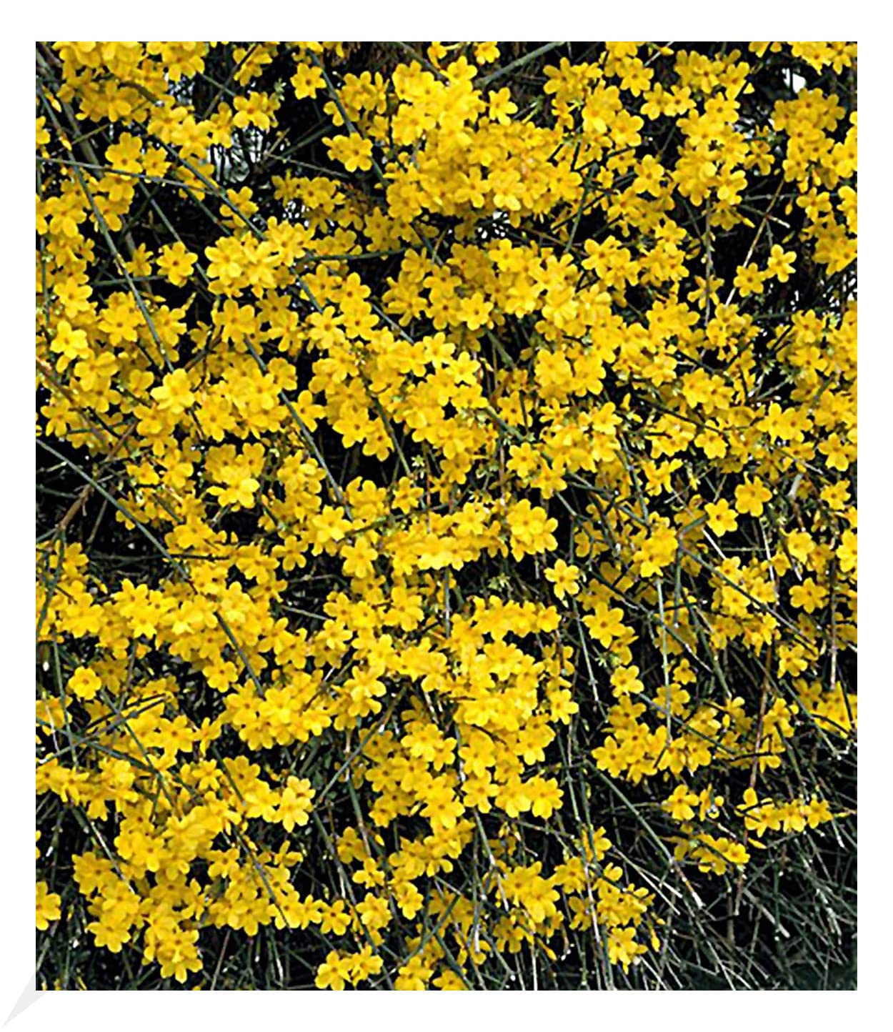 BALDUR Garten 1x Echter Winter-Jasmin, Pflanze im 2 Liter-Topf, Jasminum nudiflorum, winterhart, mehrjährig, pflegeleicht, blühend, Zierstrauch, duftender Blütenflor, Winterblüher