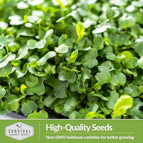 Miniatura 6 de Survival Garden Seeds Microverduras de rábano para brotar y cultivar - 2 paquetes - Brotan microvegetales de hoja verde en interiores - Cultiva un