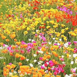 4100+ Mixed California Poppy Seeds for Planting, Non-GMO Native Heirloom, Essential for Garden & Wildflower Landscapes