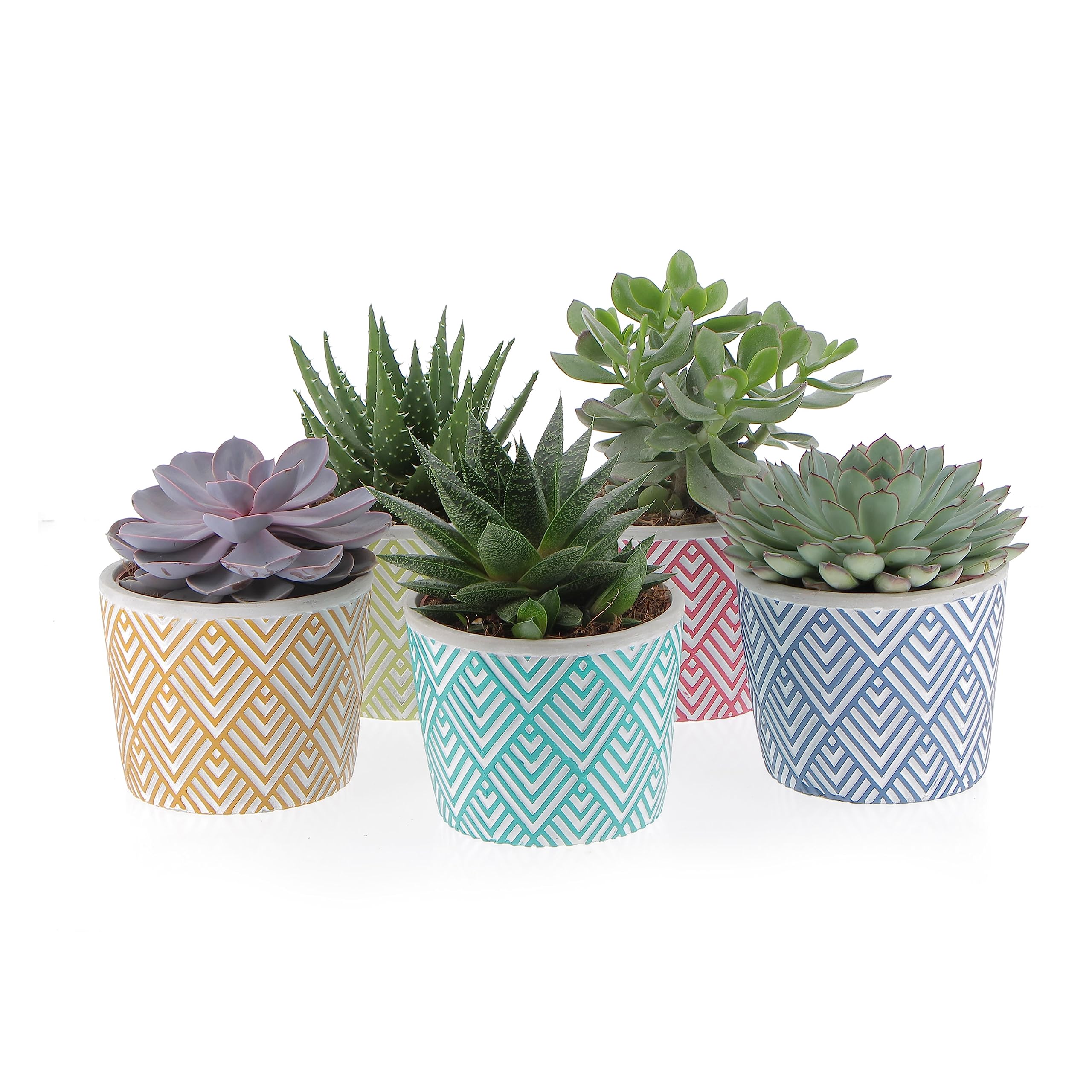 KENTIS - Set di 4 Vere Piante Succulente con Vaso Decorativo - Cactus Ornamentali da Interno - Piante Grasse da Appartamento - Pianta Succulenta - Vaso Ø 14 cm