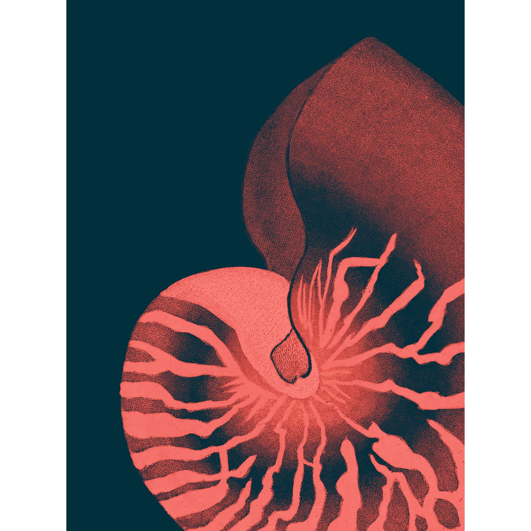 Wee Blue Coo Pink Seashell Nautilus Premium Wall Art Canvas Print 18X24 Inch