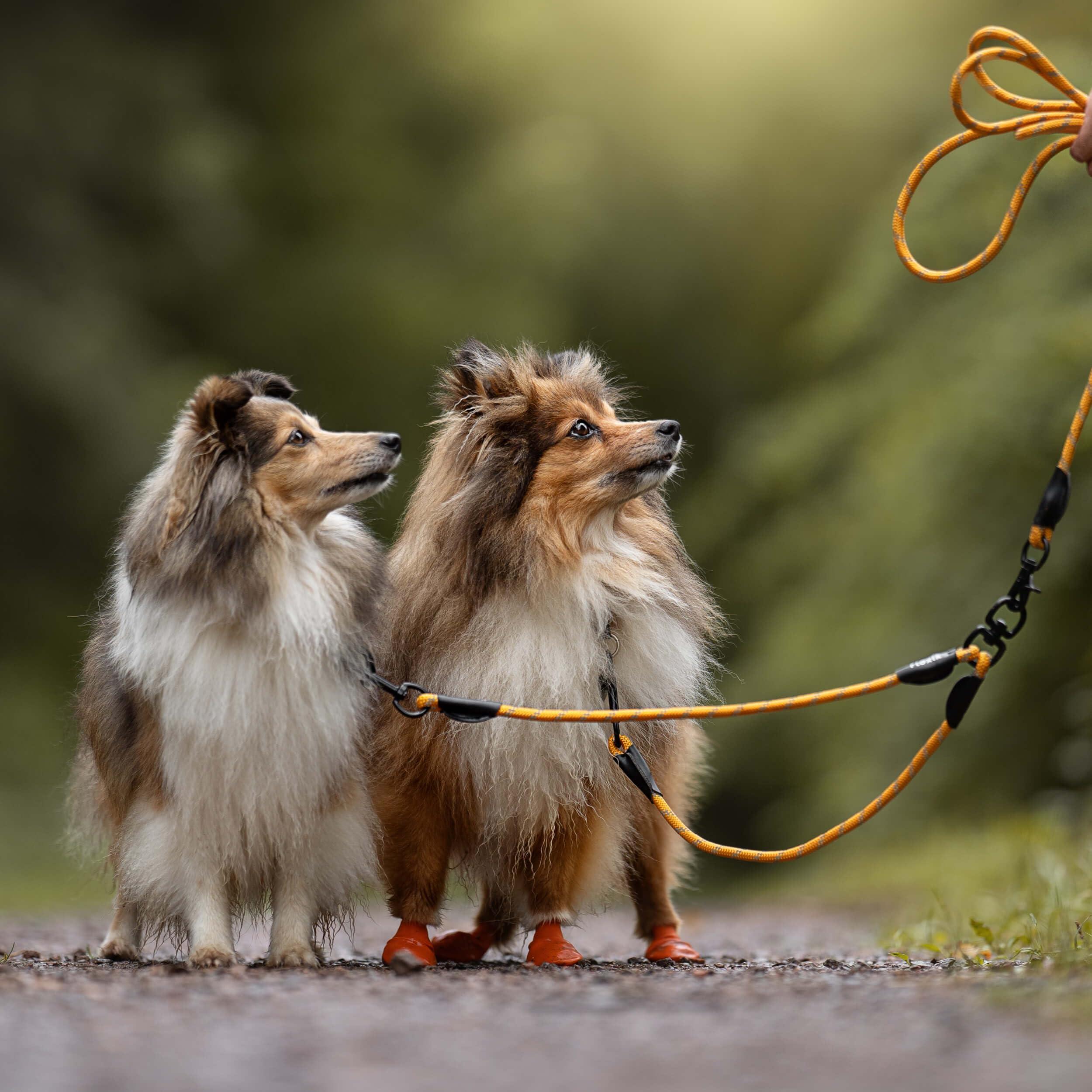 Floxik Tau Doppelleine für 2 Hunde grau/orange - reflektierend, dehnbar und verhedderungsfrei – Doppelte Hundeleine zum Koppeln - perfekt für kleine bis mittelgroße Hunde