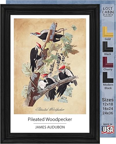 Vista 223 de Towee Bunting by James Audubon - Marco biselado negro de 12 x 16 pulgadas, decoración artística enmarcada para pared, reproducción de pinturas