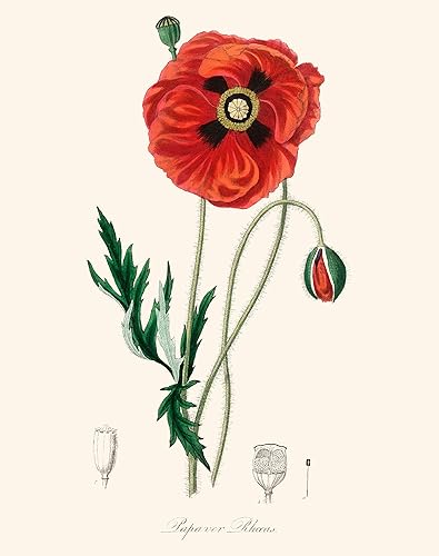 Miniatura 2 de Ink Inc. - Impresiones botánicas vintage  Plantas de bosque de Ink Inc.  Arte de pared  Arte de naturaleza  Setas de flores silvestres Cono de pino