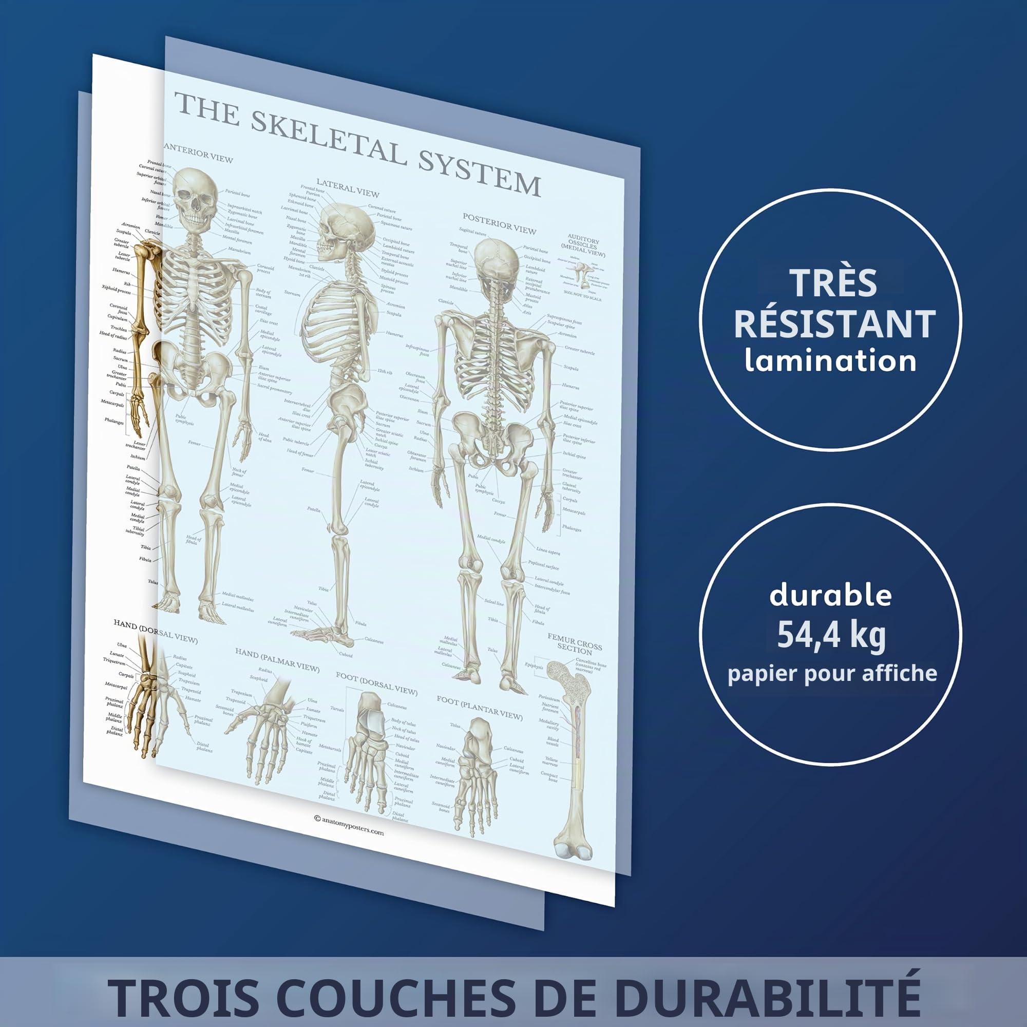 Palace Learning Lot de 3 affiches musculaires + squelette + anatomie et blessures de l'épaule – Tableaux anatomiques du système musculaire et squelettique – Laminé – 45,7 x 61 cm