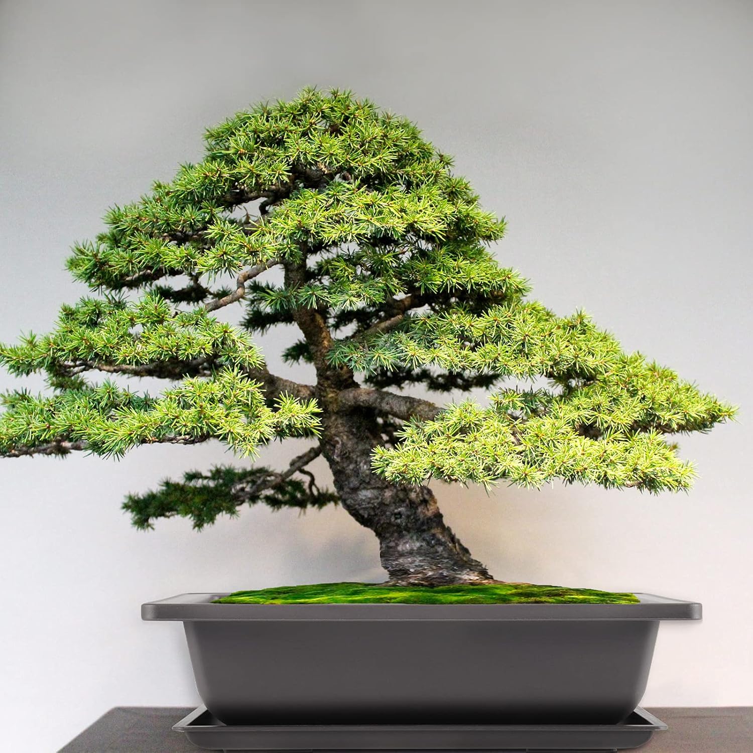 SHEUTSAN 15 Pack 8.8 x 6.5 Inches Rectangular Bonsai Tree Pots with 15 Trays, Large Bonsai Training Pots Stackable Succulents Cactus Planter Container with Drainage Holes, Mocha Color