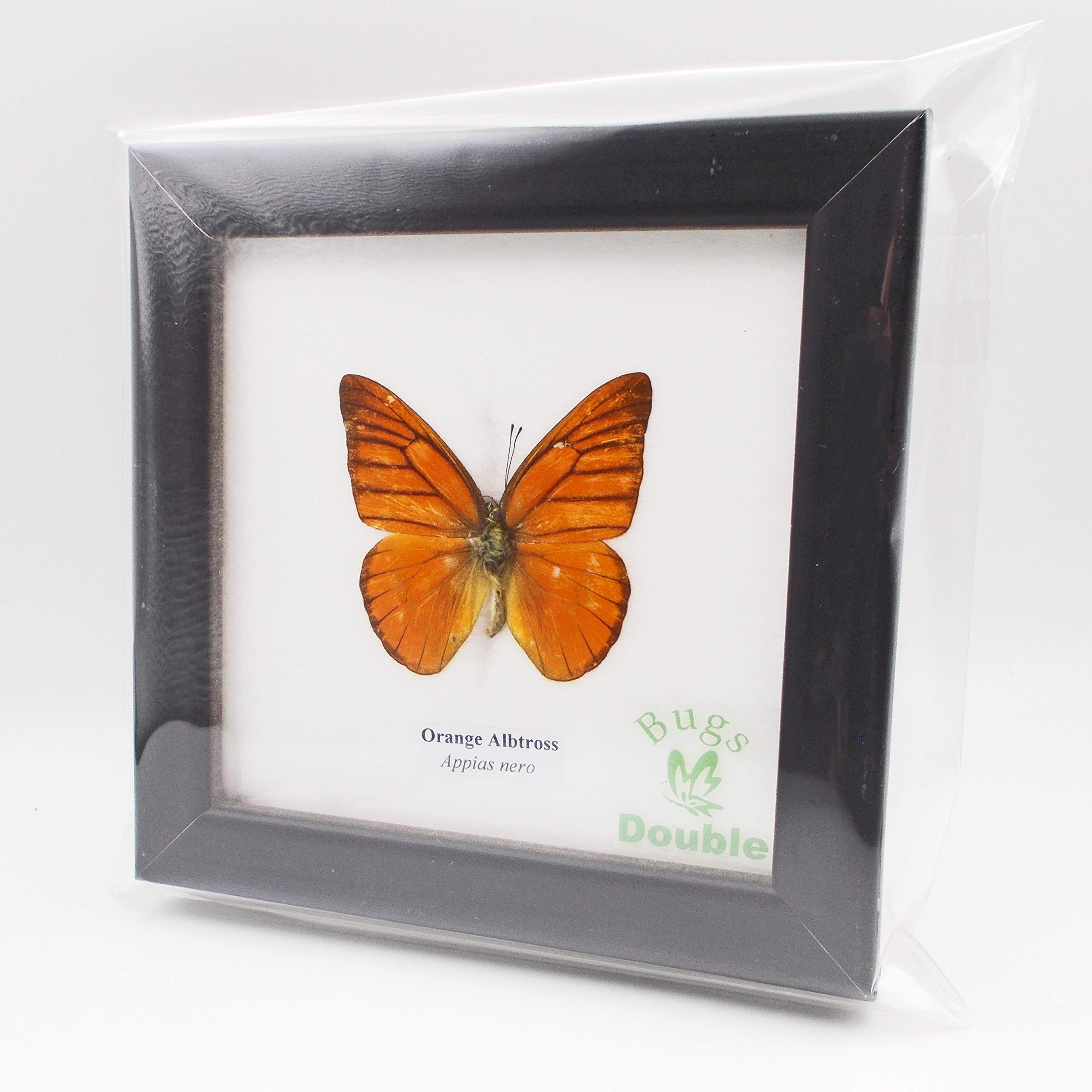 アグリアス・アミドン・フィラテリカ・黄色型 蝶標本 昆虫標本 Amazon | 額入り 昆虫標本 蝶 オレンジ・アルバトロス Orange