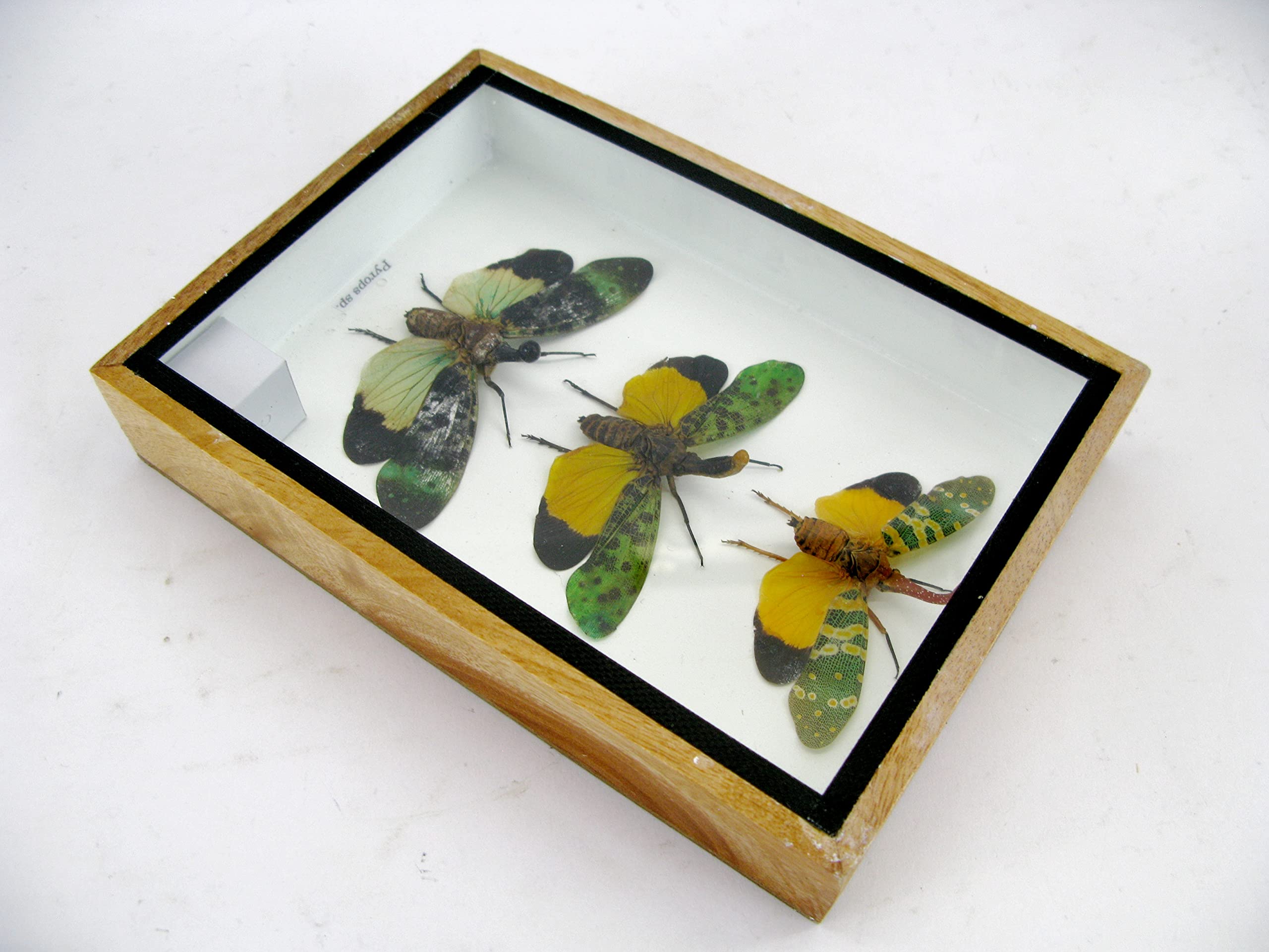 asiahouse24 Echte wunderschöne Insekten im 3D Schaukasten - gerahmtes Wandbild - Taxidermie - Entomologie - (3x Zana nobilas - Pyrops sp.)