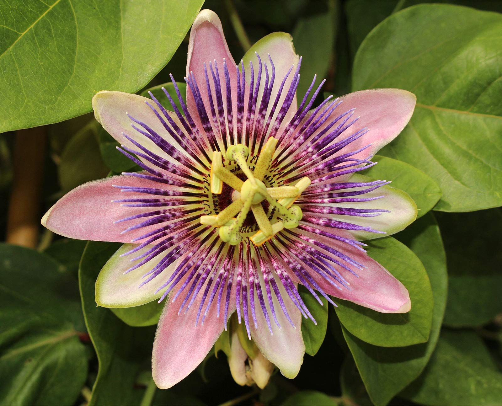 Passiflora Damsels Delight (2 Plants) - Passion Flower Plants in 9cm Pots - Great Value