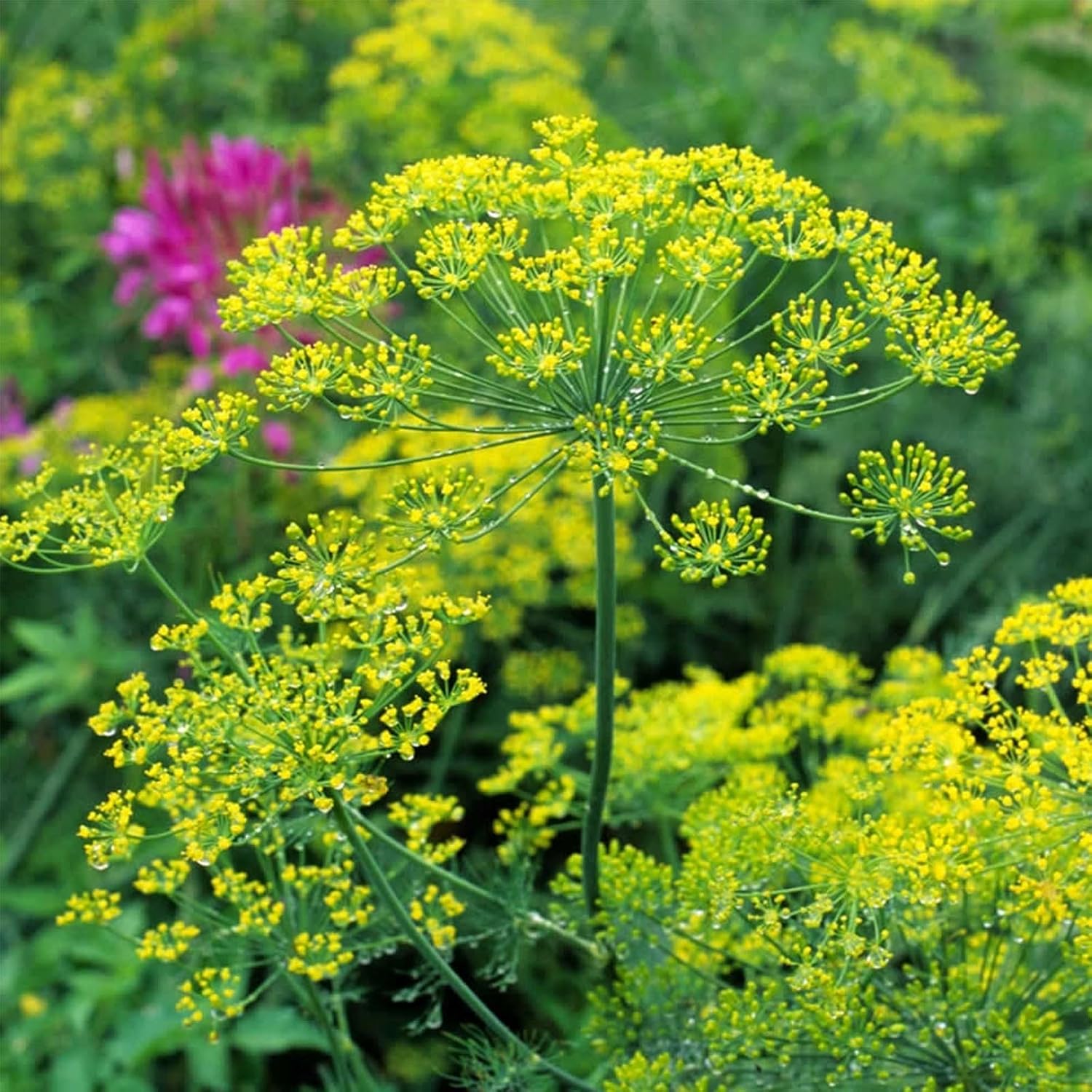 Bouquet Dill Herb Garden Seeds - 1 Lb - Non-GMO, Heirloom Herbal Gardening & Microgreens Seeds - Anethum graveolens