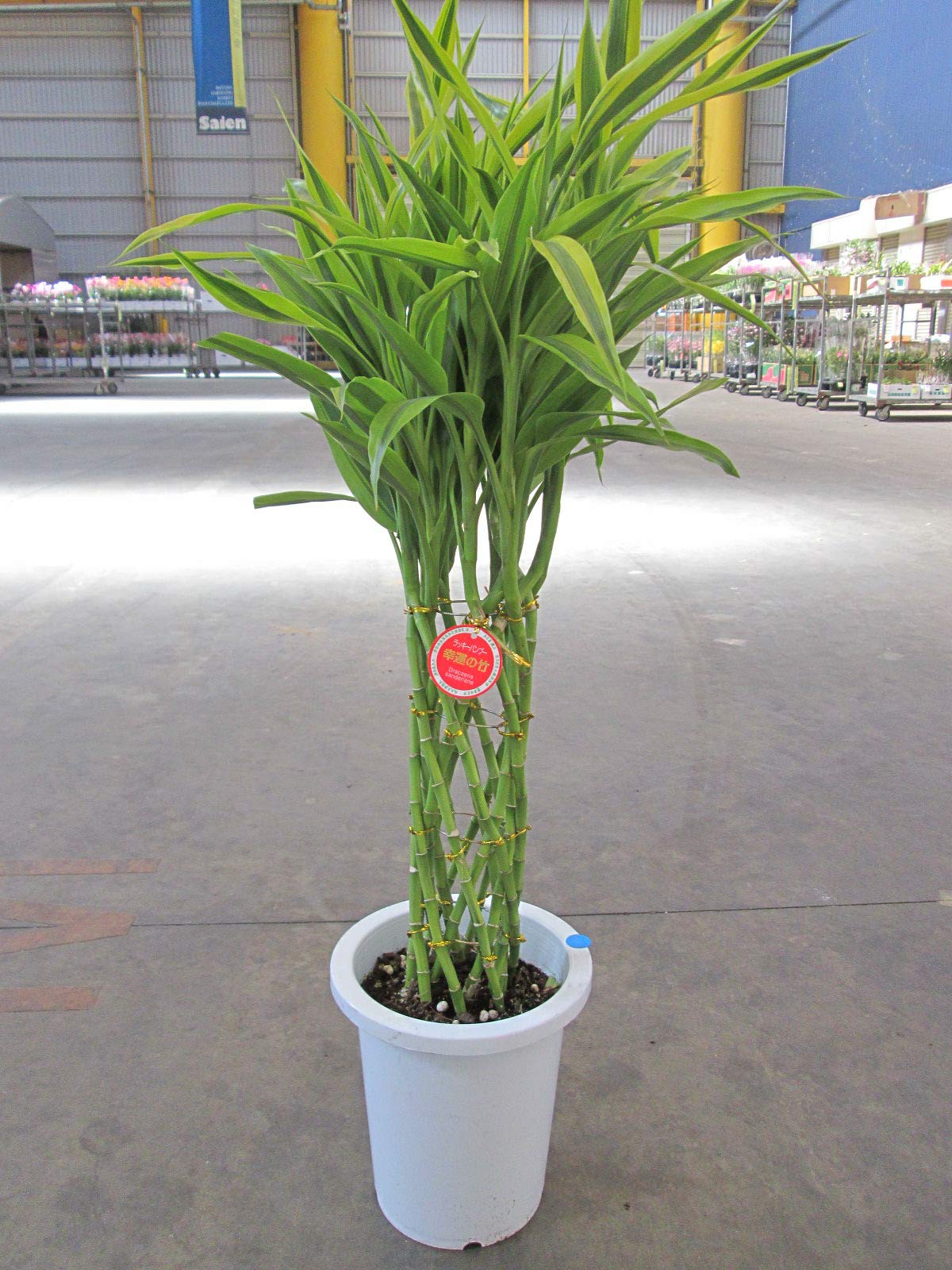 Amazon｜ラッキーバンブー 8号 ミリオンバンブー｜観葉植物