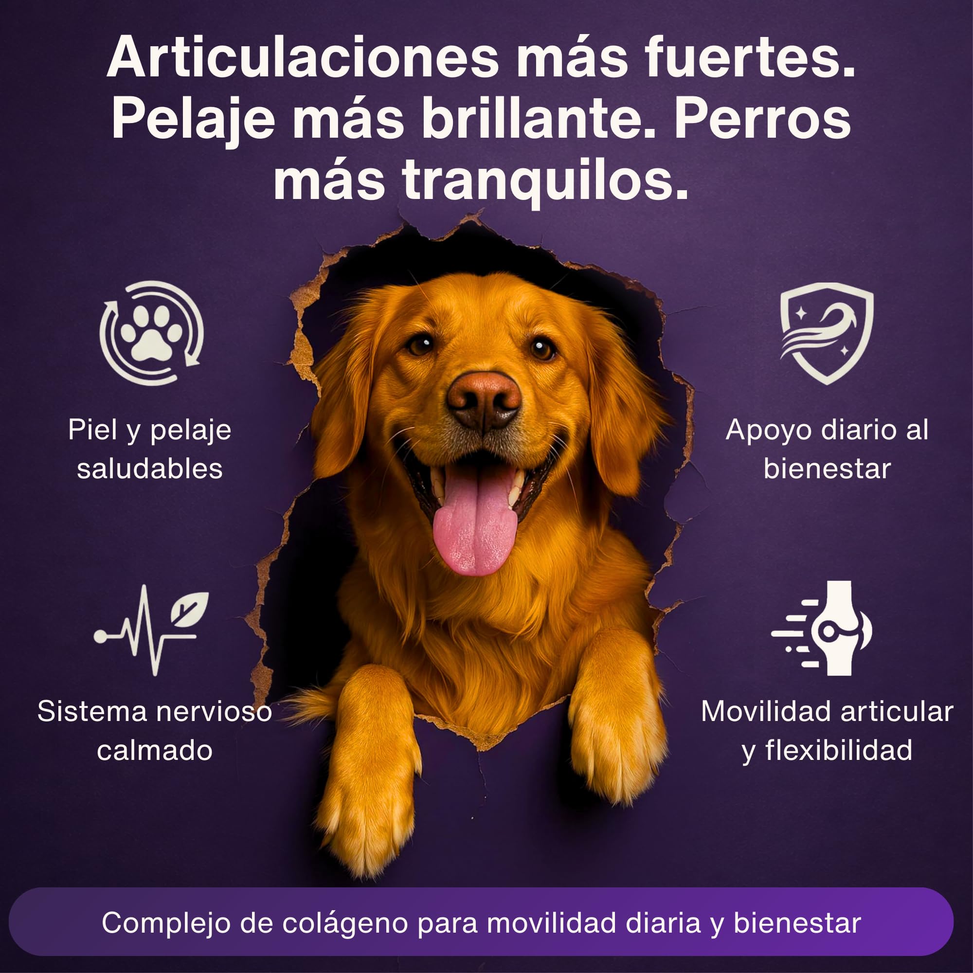 Dr. Flex colágeno para Perros 300 g - colágeno hidrolizado Tipo I II III bovino y Marino en Polvo para articulaciones Perro y Movilidad Complejo vitaminas Grupo B Perros Apoyo digestión Perro