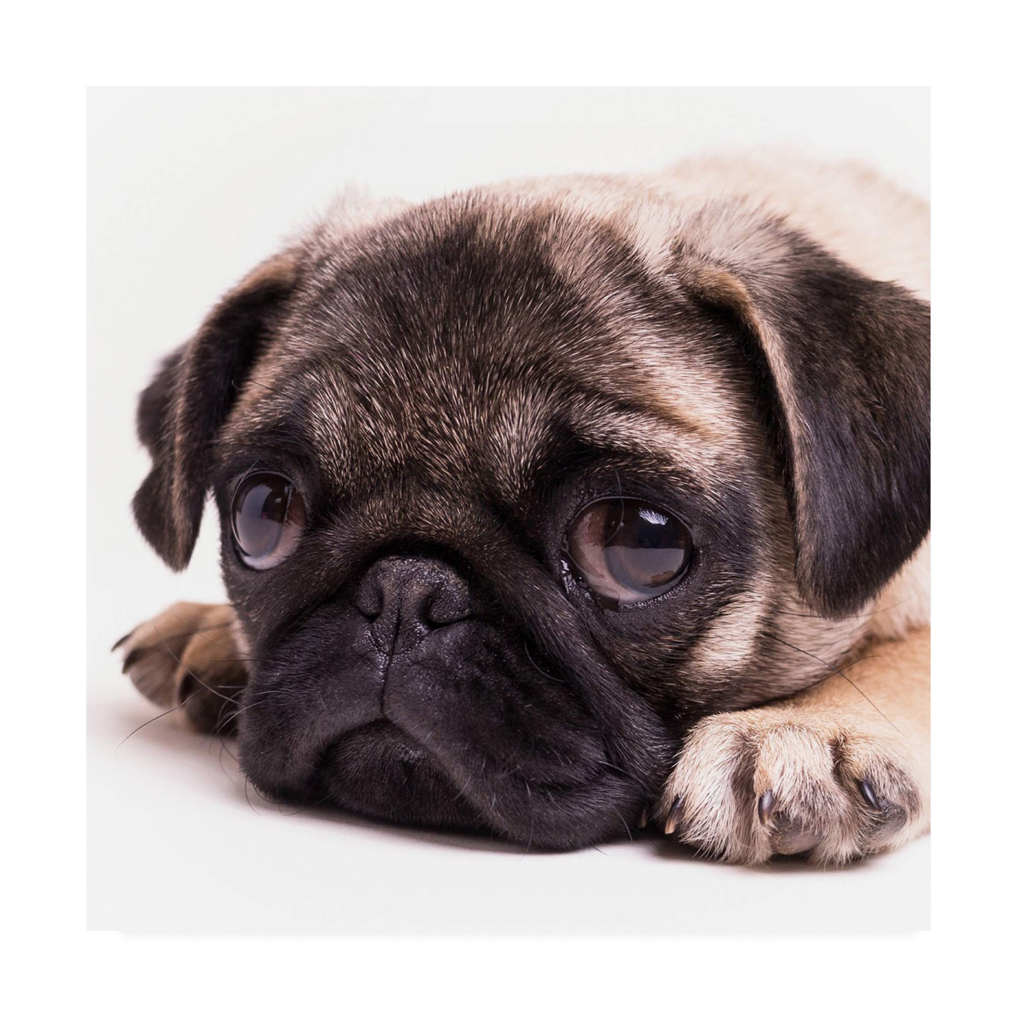 Trademark Fine Art Sad Sack Pug by Edward M Fieldin 14x14