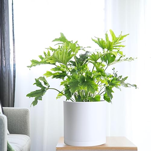 Miniatura 88 de D'vine Dev Paquete de 2 macetas de plástico modernas de 6.5 pulgadas, macetas de jardín pequeñas para plantas con agujeros de drenaje y platillos