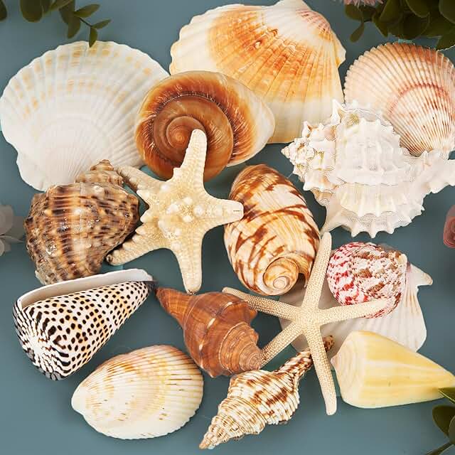 JQAQJU Sea Shells for Decorating 15PCS Large Seashells Starfish Conch fo...