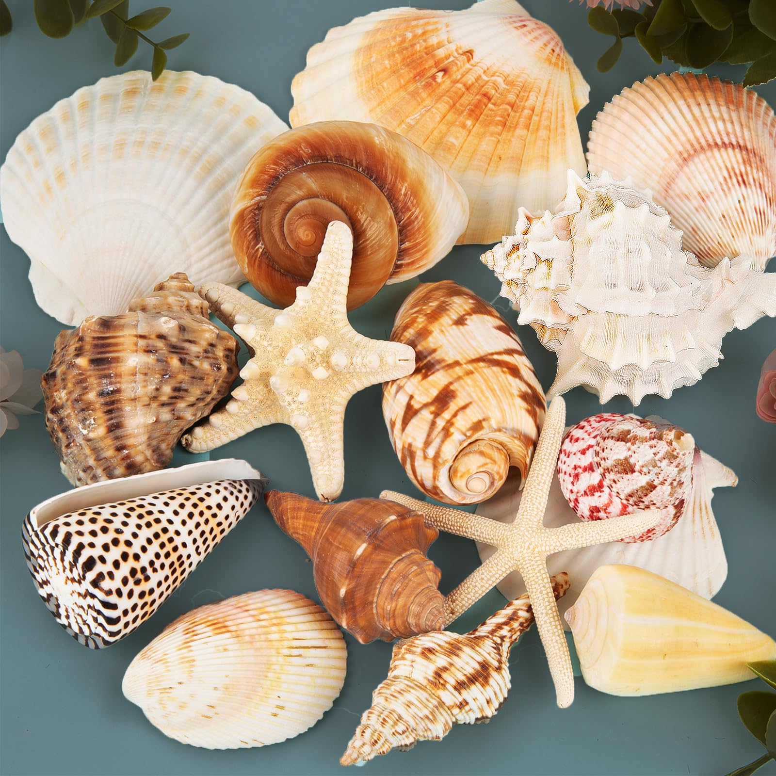 Sea Shells