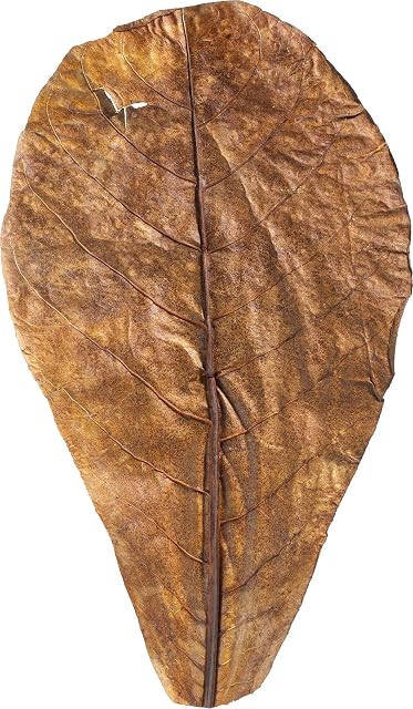 Foto 2 de 7 de Hojas de Catappa Acuario 20.5-27 cm - Almendro L 10 uds